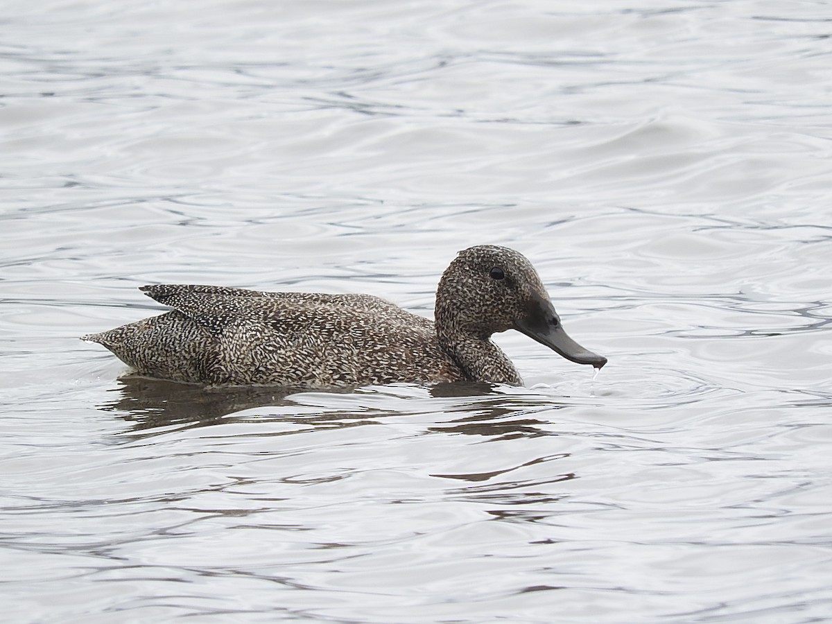 Freckled Duck - ML129592541