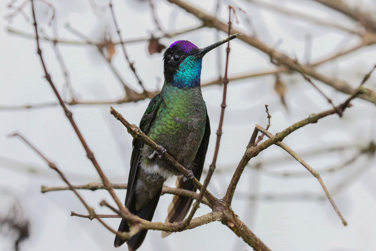 Talamanca Hummingbird - Blair Dudeck