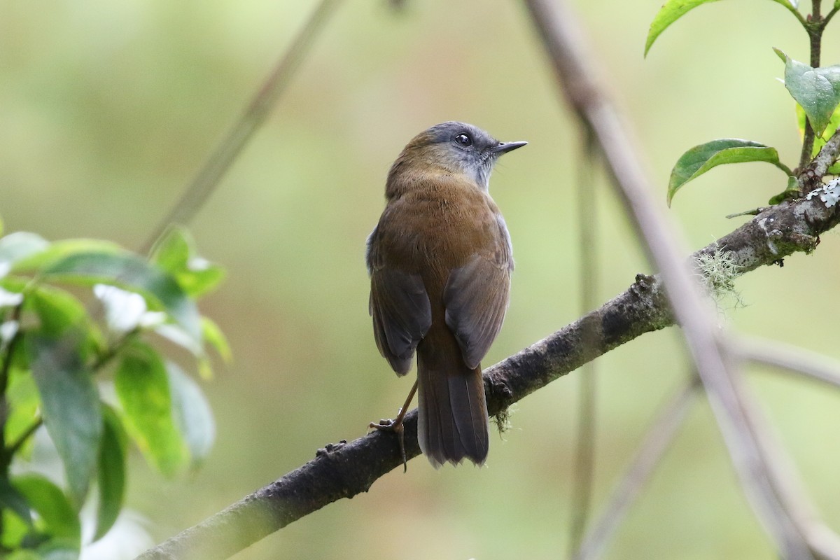 Black-billed Nightingale-Thrush - Blair Dudeck