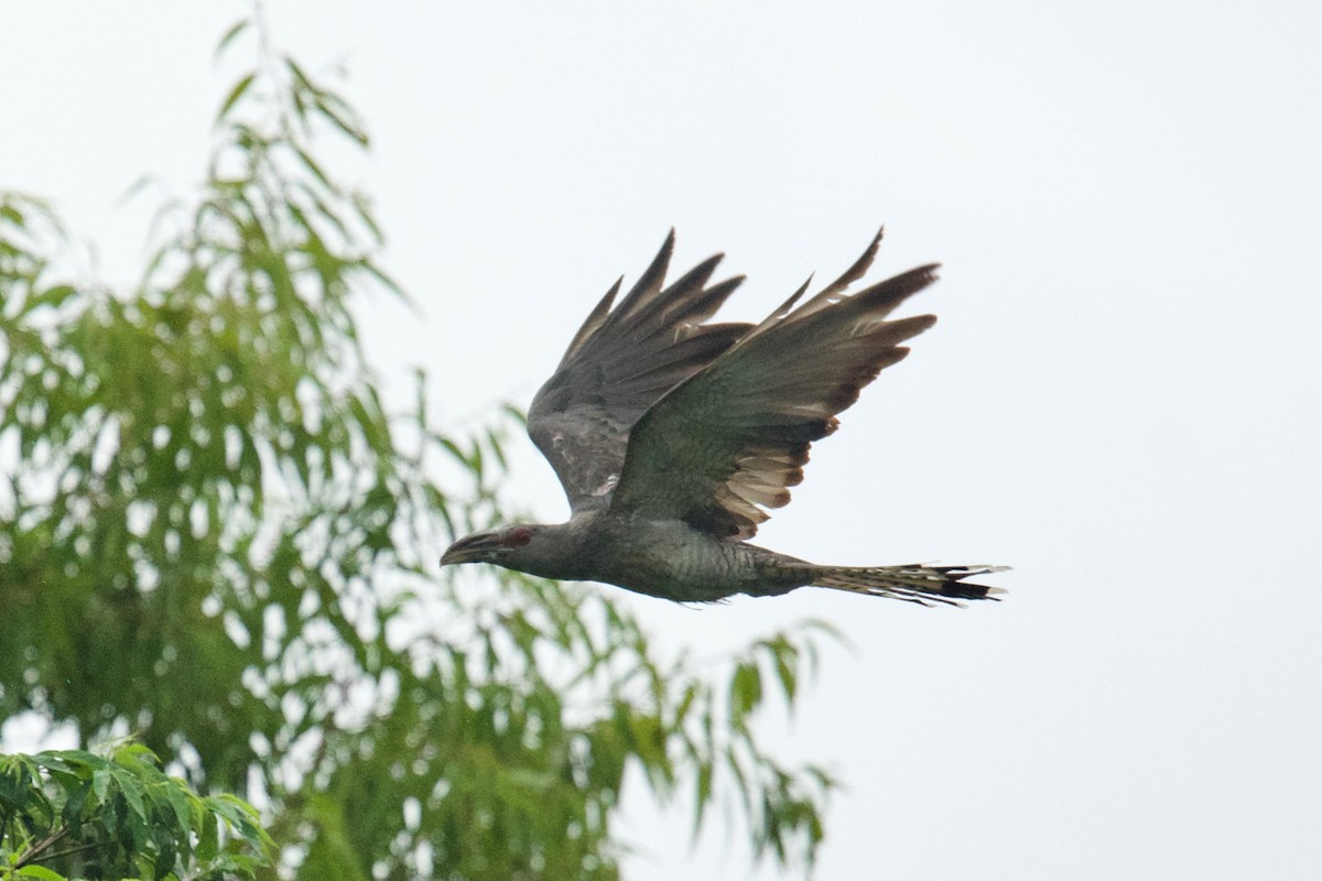 Channel-billed Cuckoo - Qin Huang