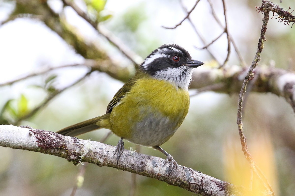 Sooty-capped Chlorospingus - ML129599051