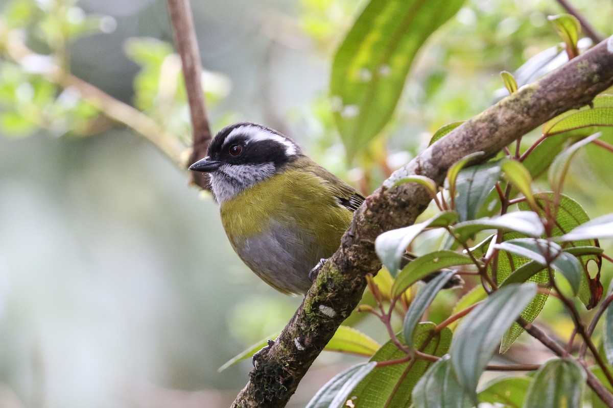 Sooty-capped Chlorospingus - ML129599101