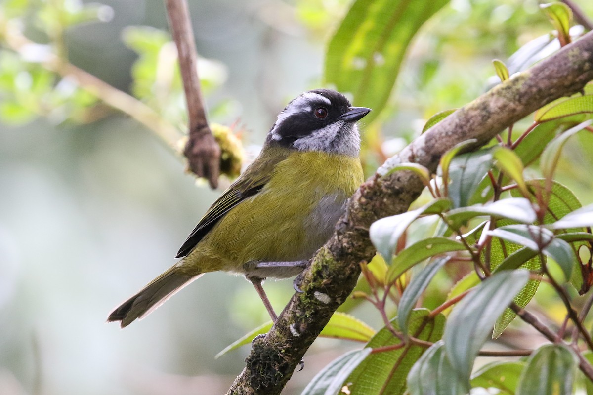 Sooty-capped Chlorospingus - ML129599121