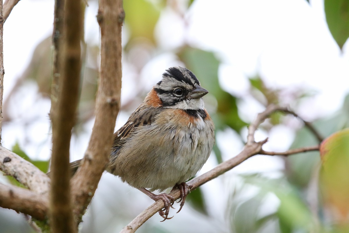 Rufous-collared Sparrow - ML129599141