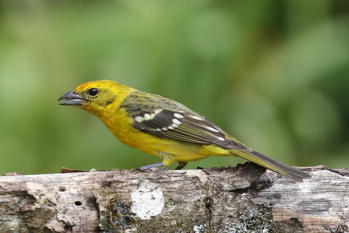 Flame-colored Tanager - Blair Dudeck