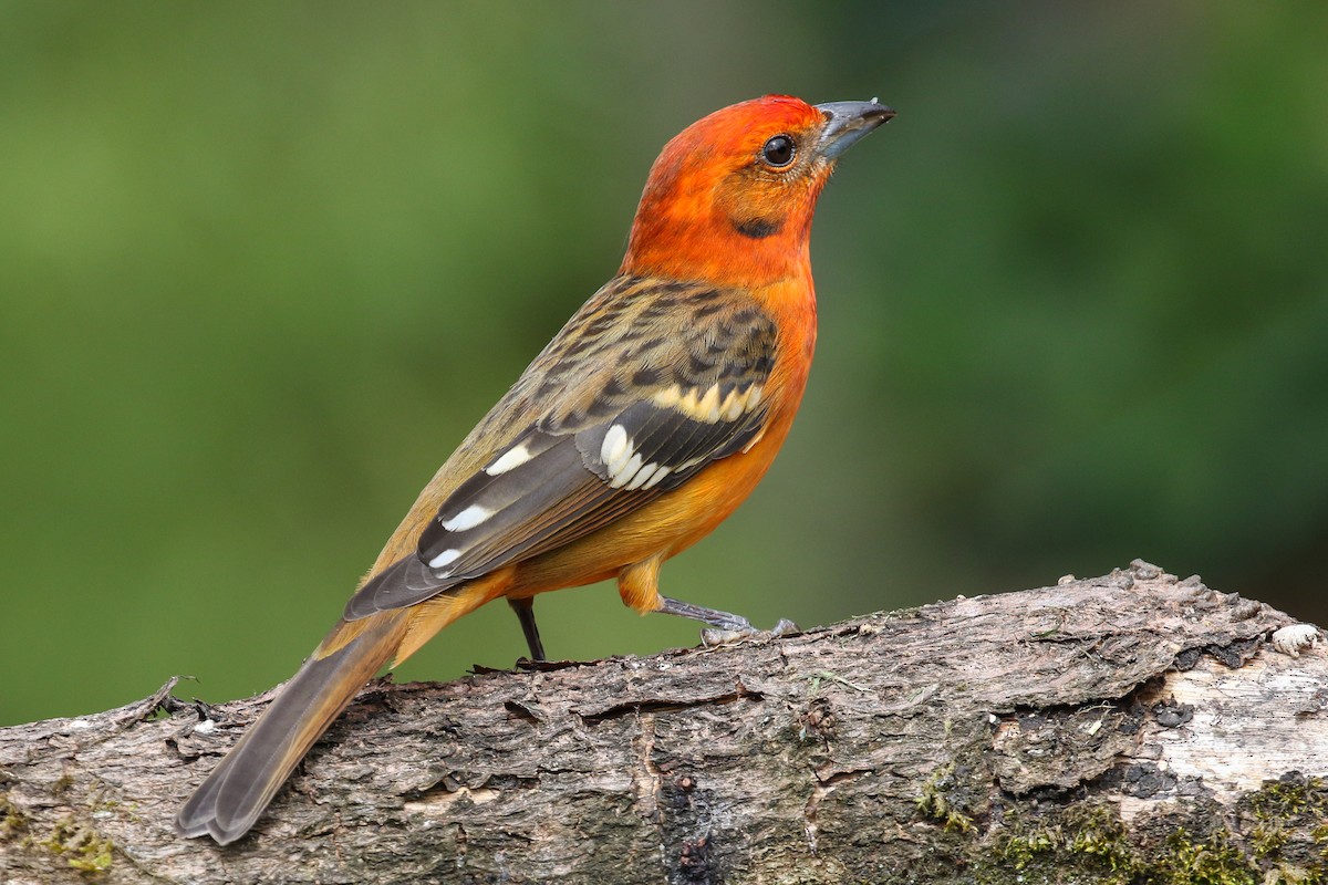 Flame-colored Tanager - ML129600731