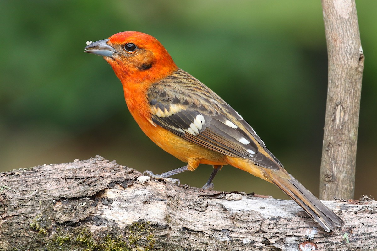 Flame-colored Tanager - Blair Dudeck