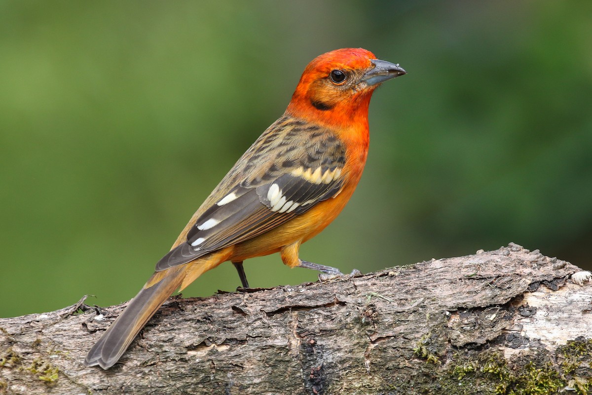 Flame-colored Tanager - ML129600761