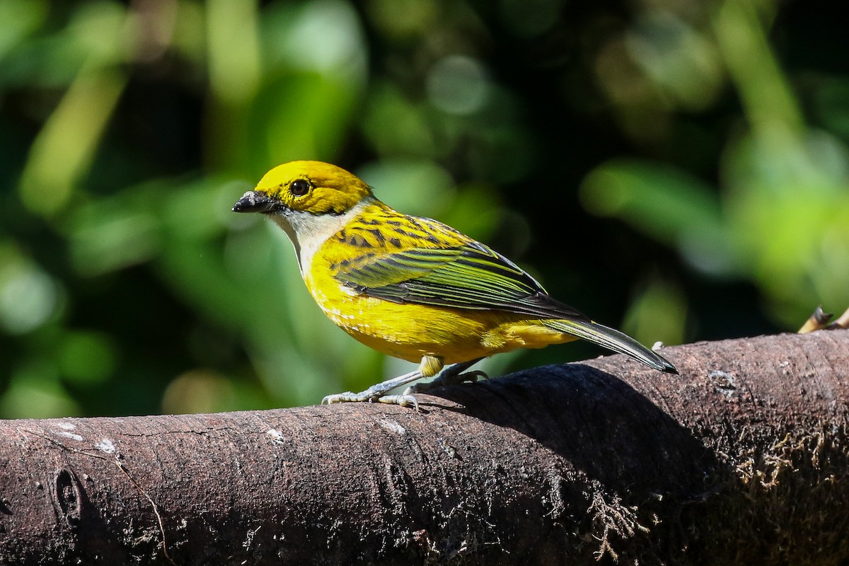 Silver-throated Tanager - ML129600841