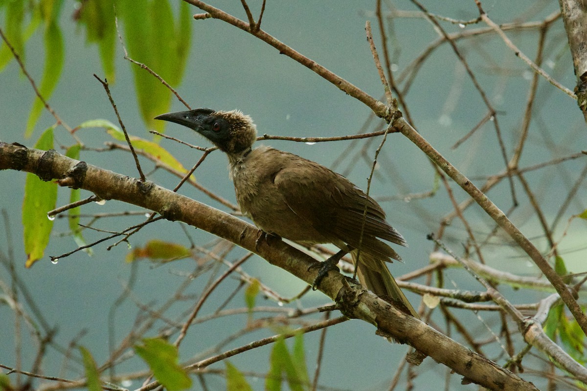 Helmeted Friarbird (Hornbill) - Qin Huang