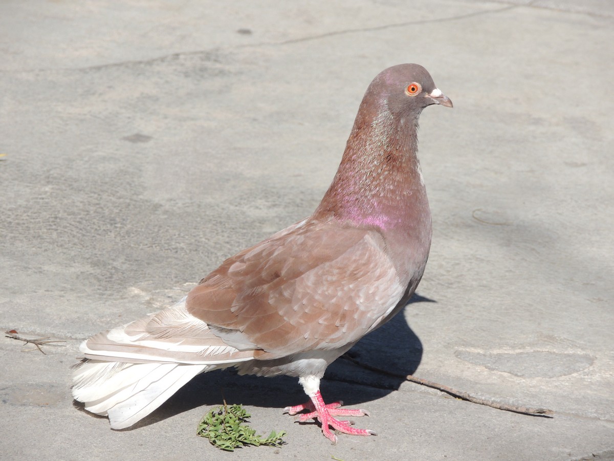 Rock Pigeon (Feral Pigeon) - Alejandro  Soria