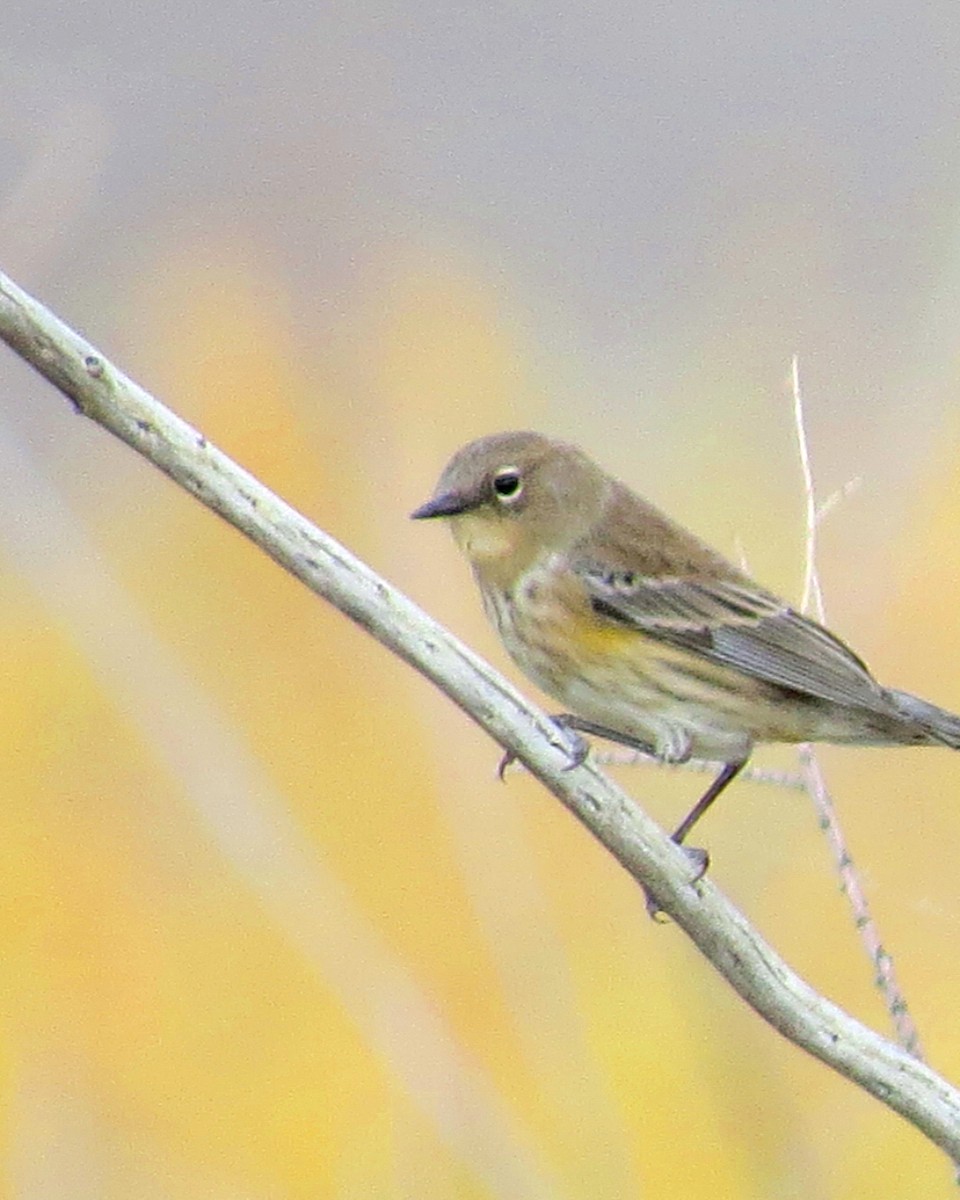 Yellow-rumped Warbler - Patrick O'Driscoll