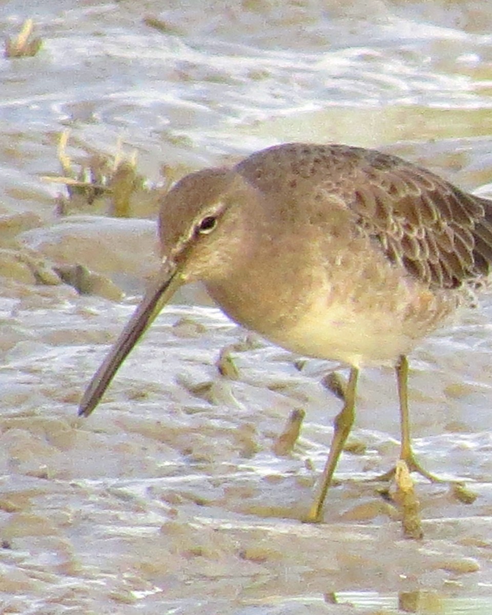 Long-billed Dowitcher - Patrick O'Driscoll