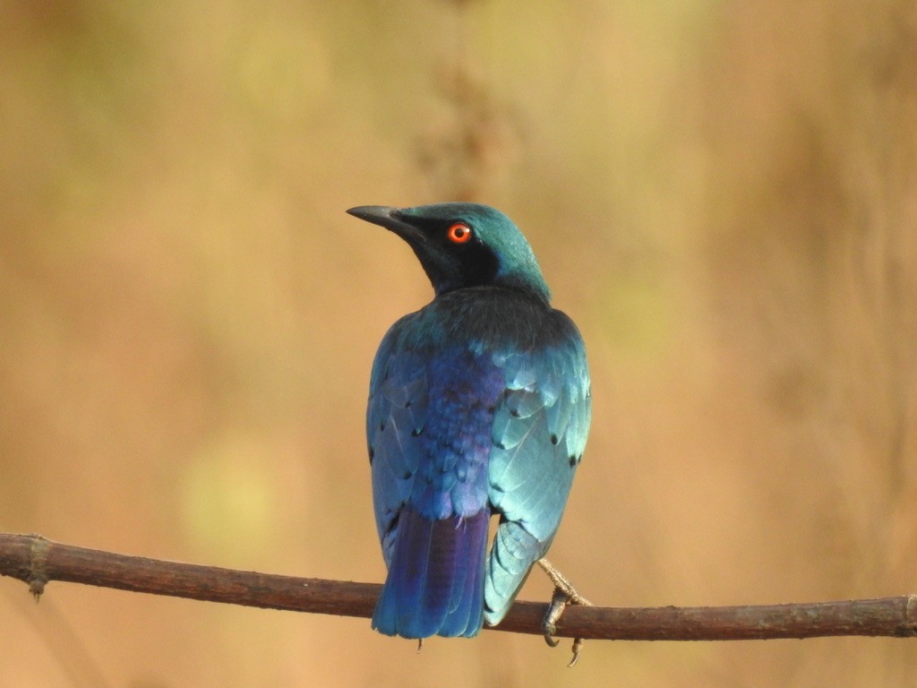 Bronze-tailed Starling - ML129613081
