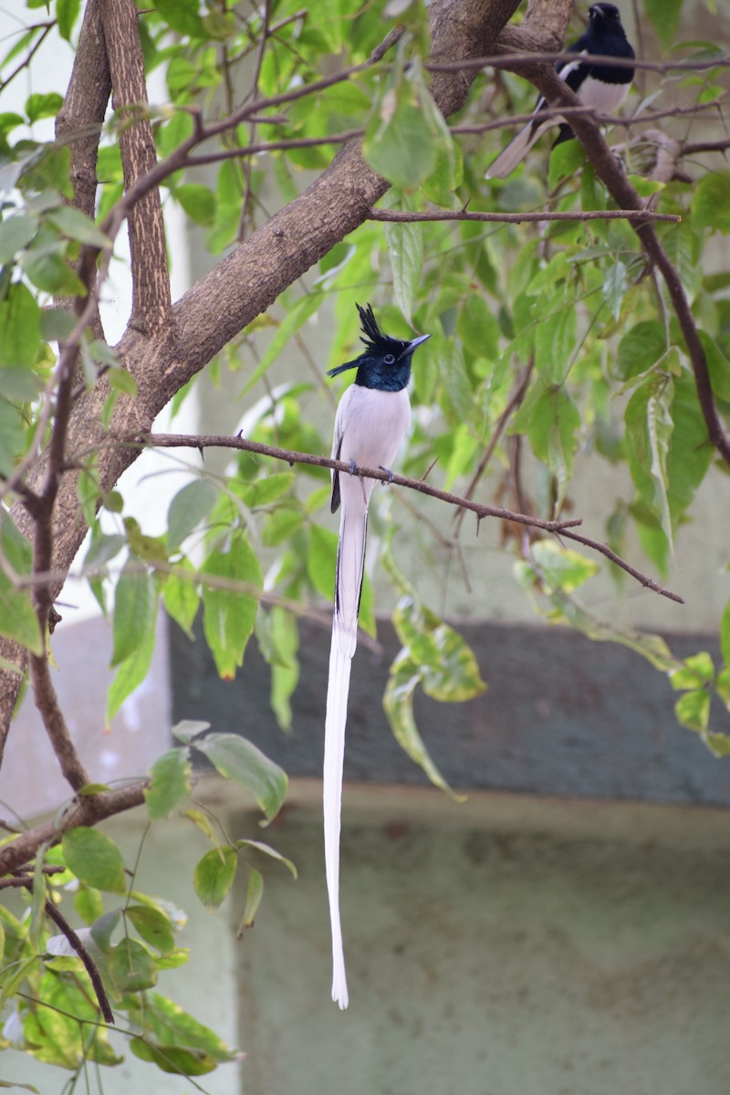 Indian Paradise-Flycatcher - Prasad Inamdar