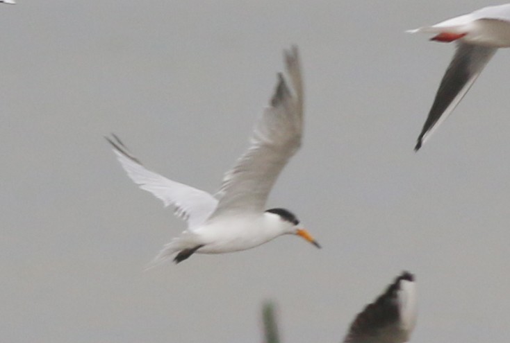 Chinese Crested Tern - ML129614971