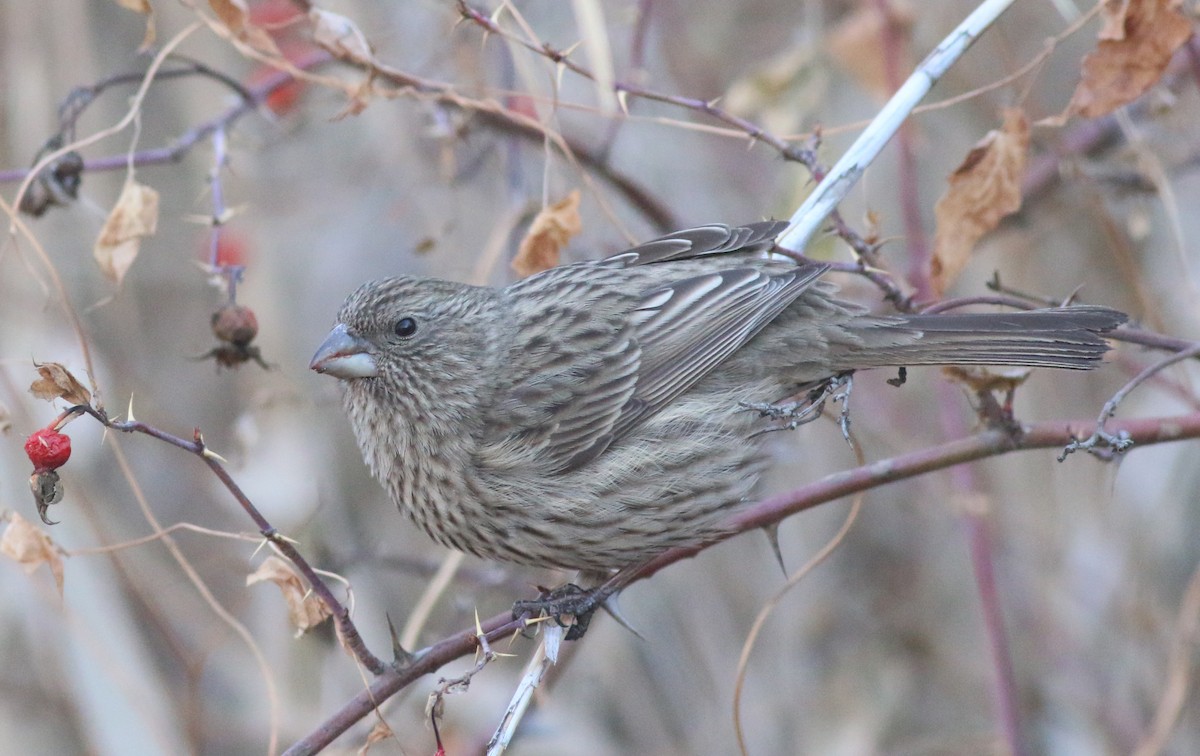 Red-mantled Rosefinch - Fishing Cat