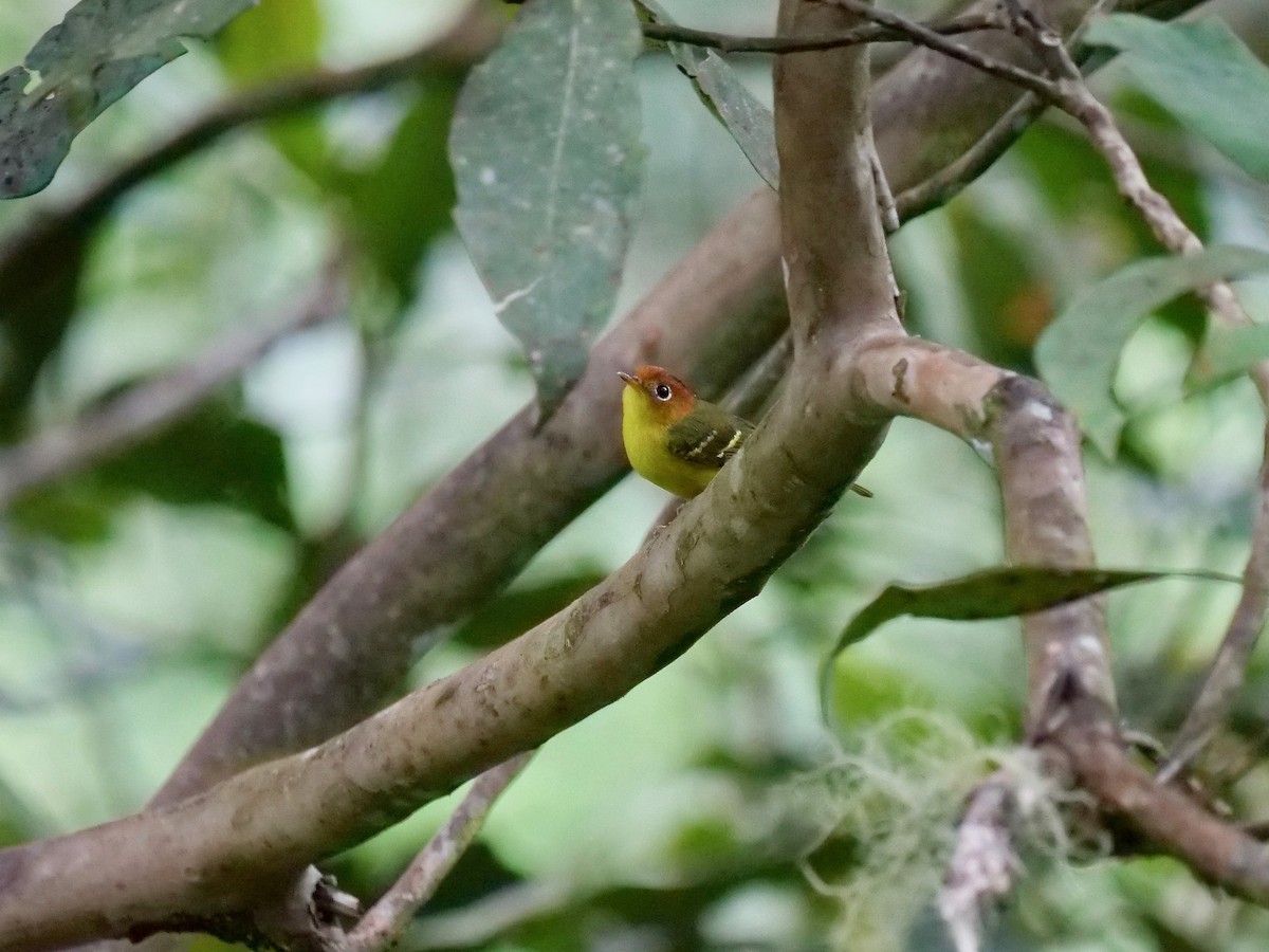Yellow-breasted Warbler - Neil Broekhuizen