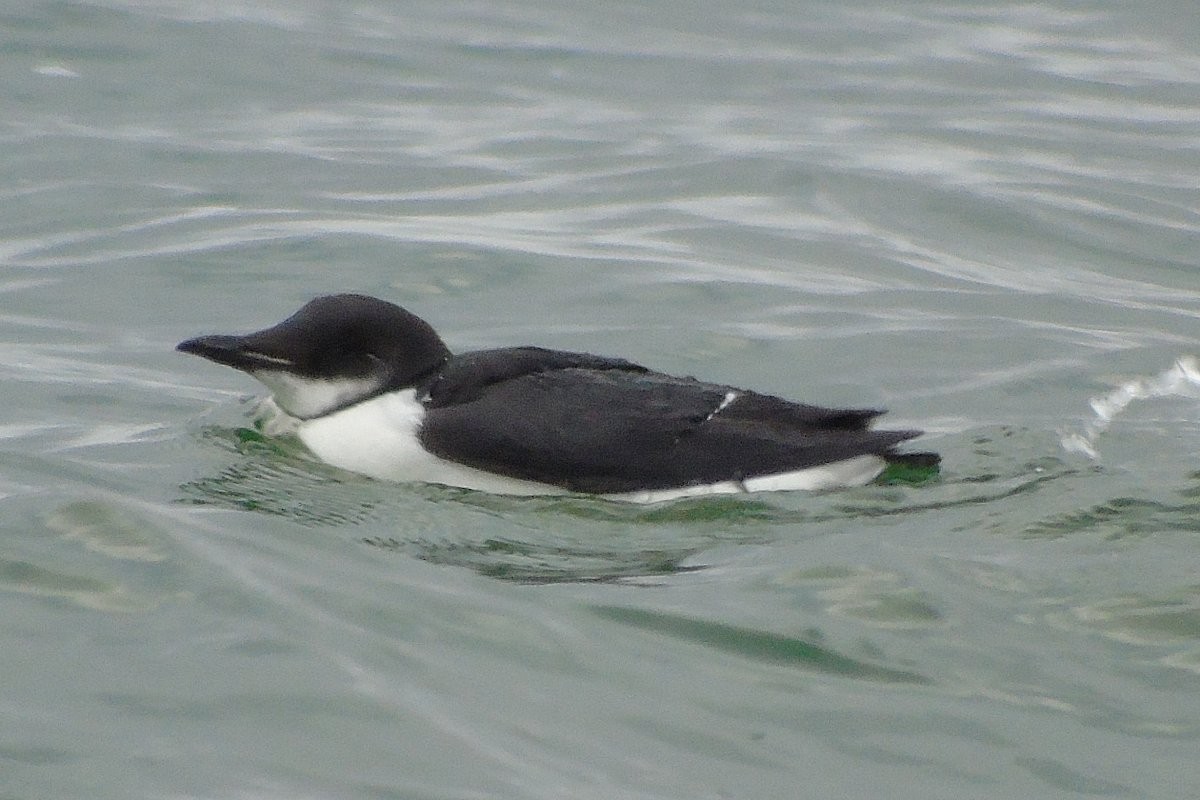 Thick-billed Murre - ML129618041