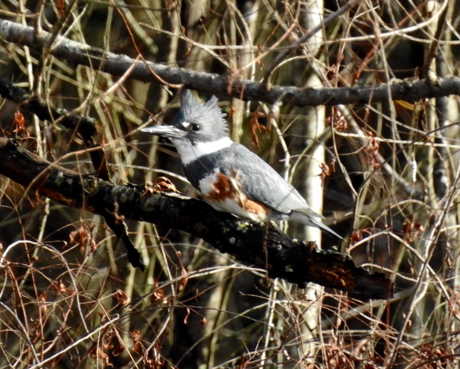 Belted Kingfisher - ML129618431