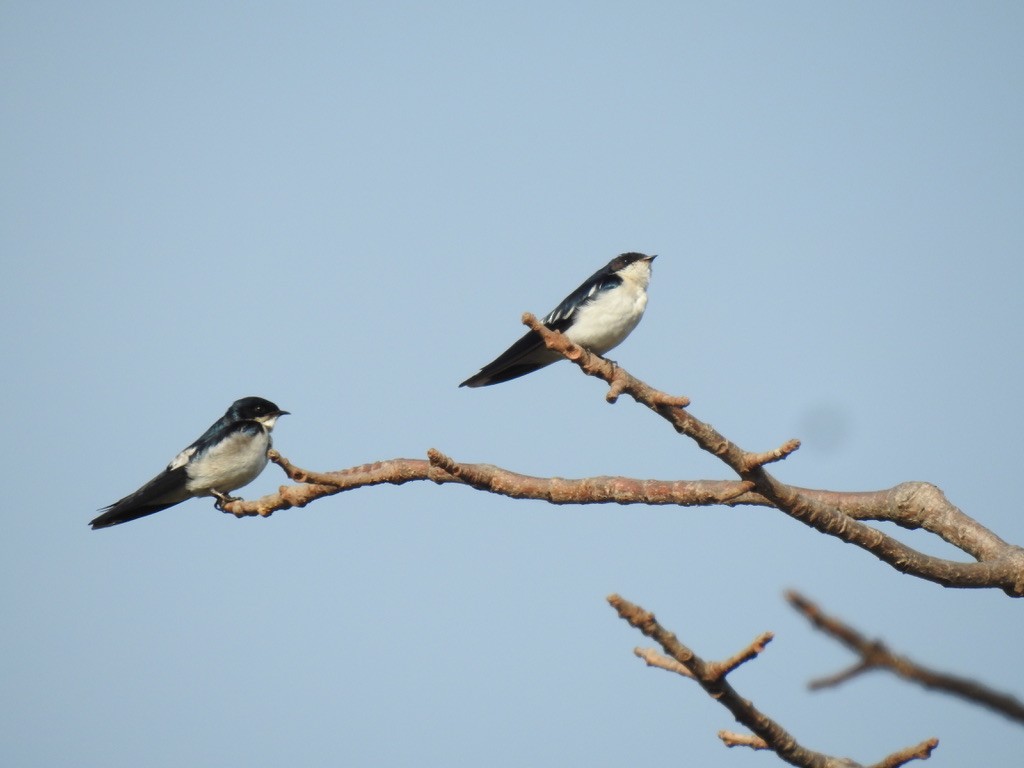 Pied-winged Swallow - ML129619971
