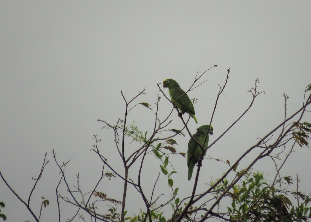 Yellow-crowned Parrot - Arthur Gomes