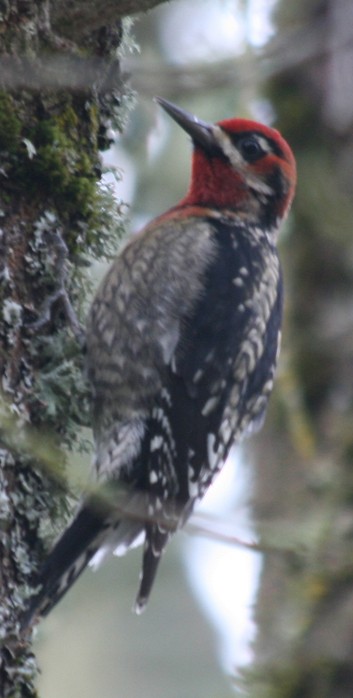 Red-naped x Red-breasted Sapsucker (hybrid) - ML129621871