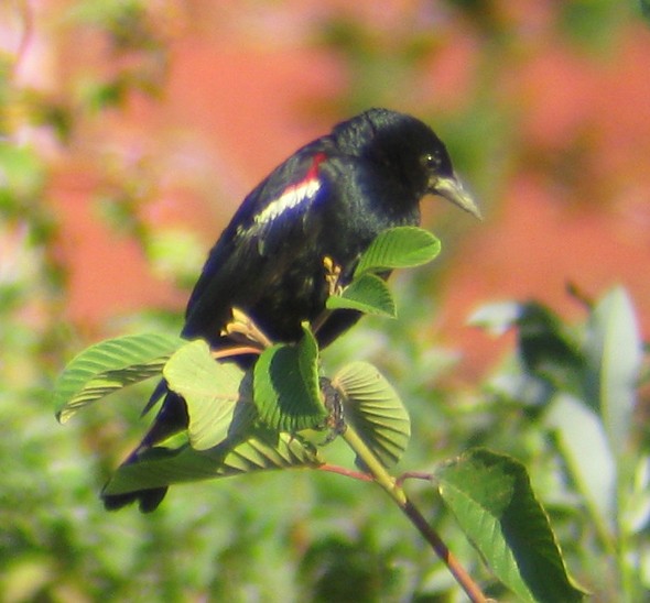 Tricolored Blackbird - ML129623101