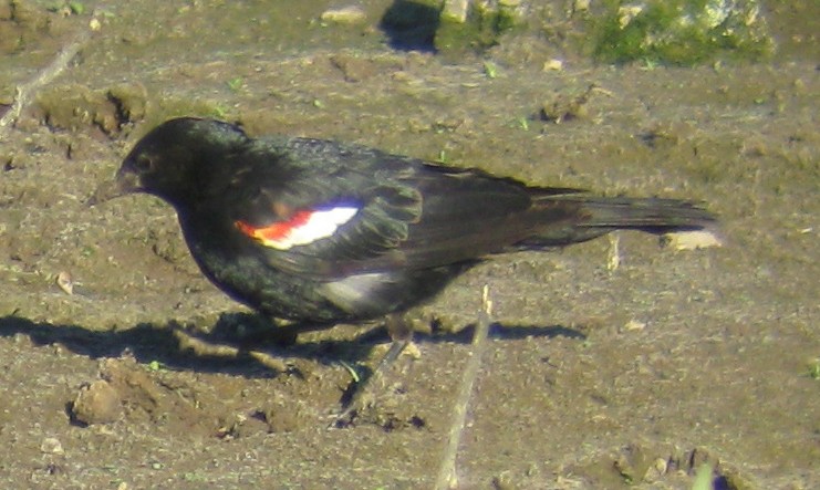Tricolored Blackbird - ML129623141