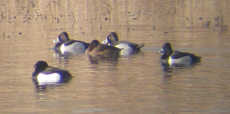 Tufted Duck - ML129623741