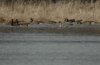 Pink-footed Goose, ML129625701