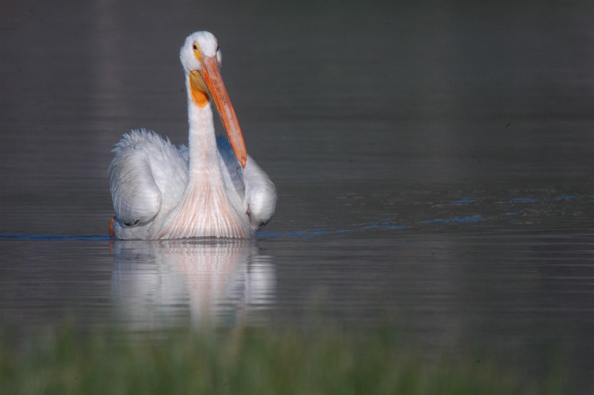 American White Pelican - Spencer Hardy