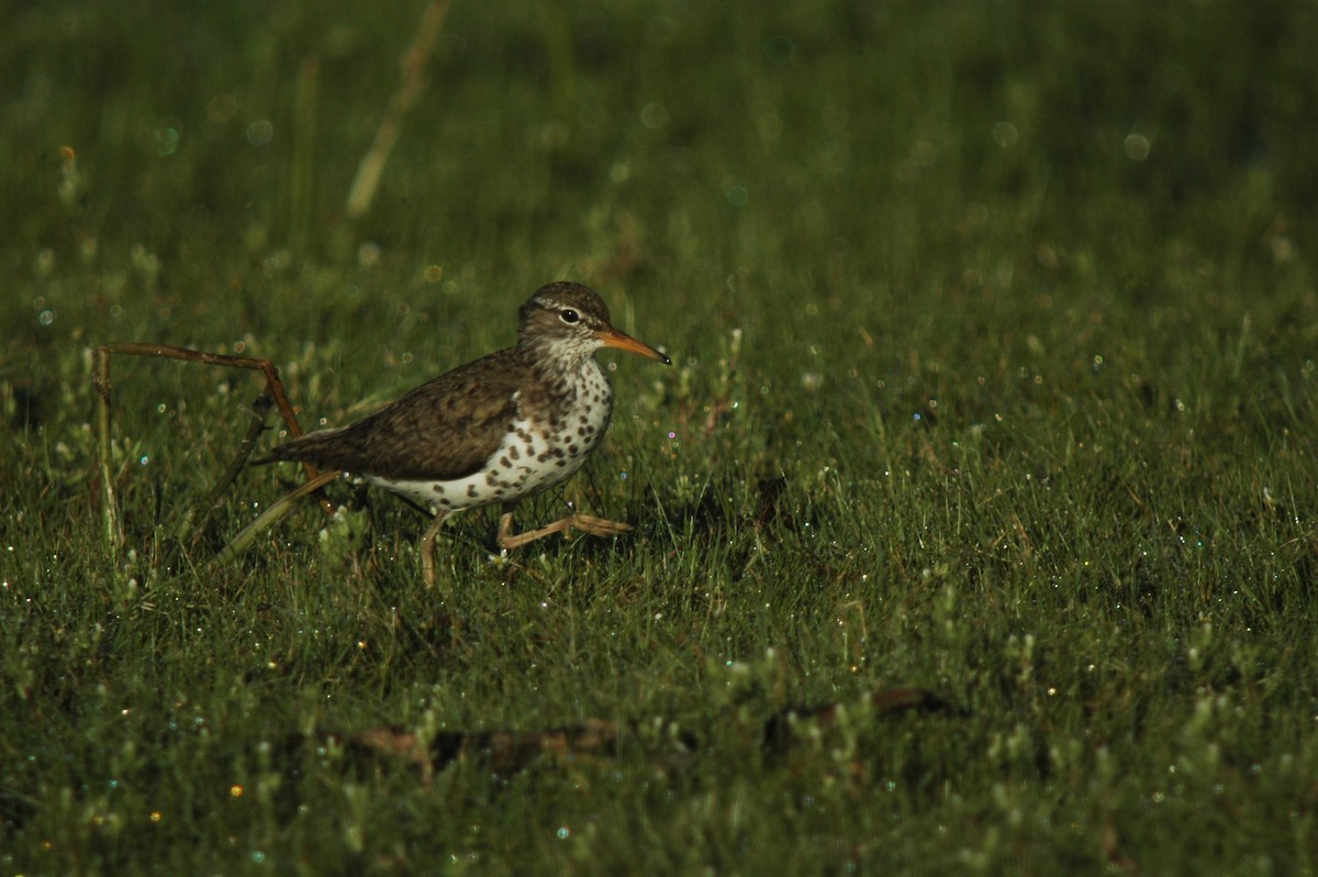 Spotted Sandpiper - Spencer Hardy