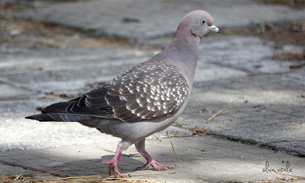 Spot-winged Pigeon - Silvia Vitale