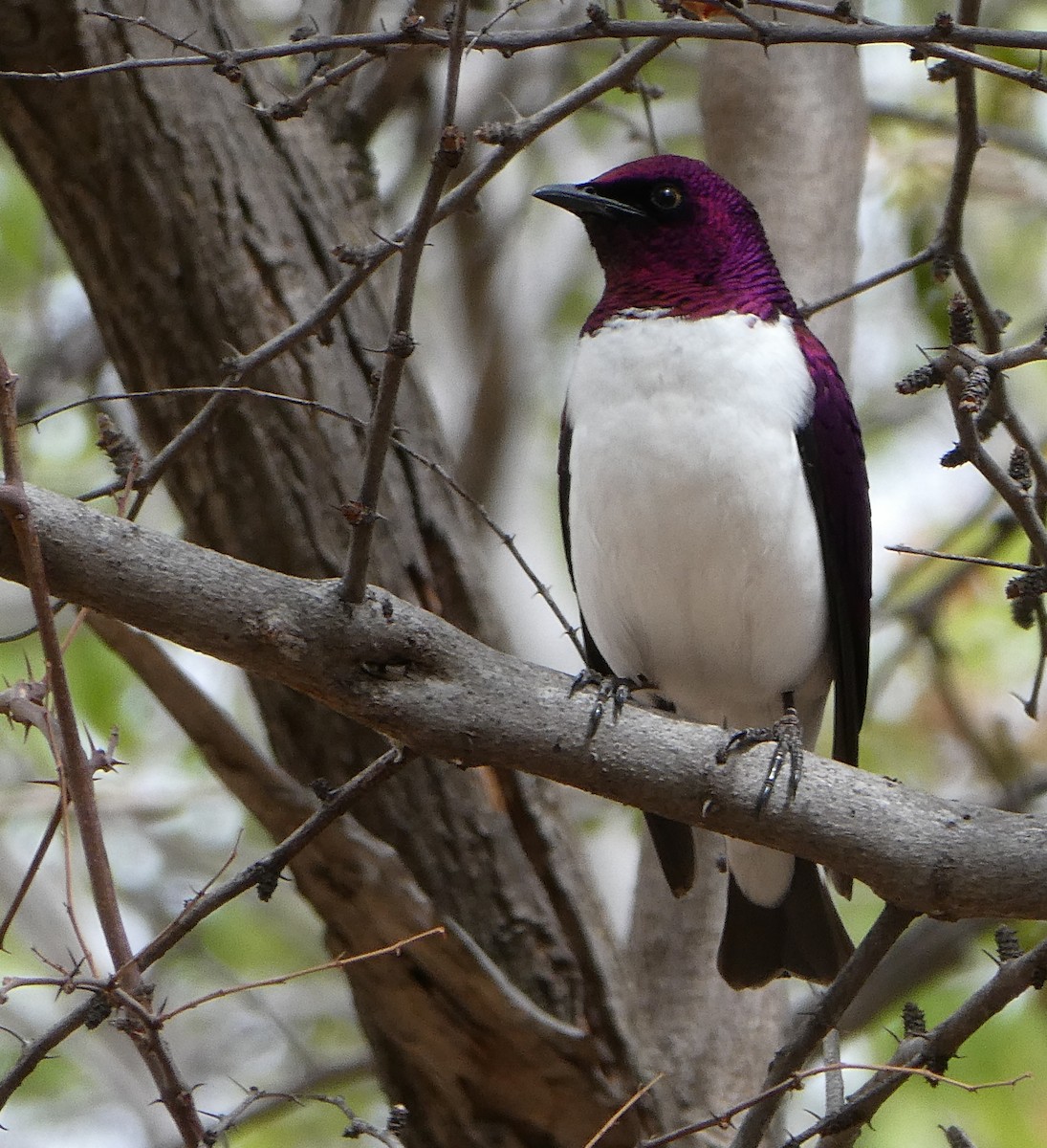 Violet-backed Starling - ML129626191