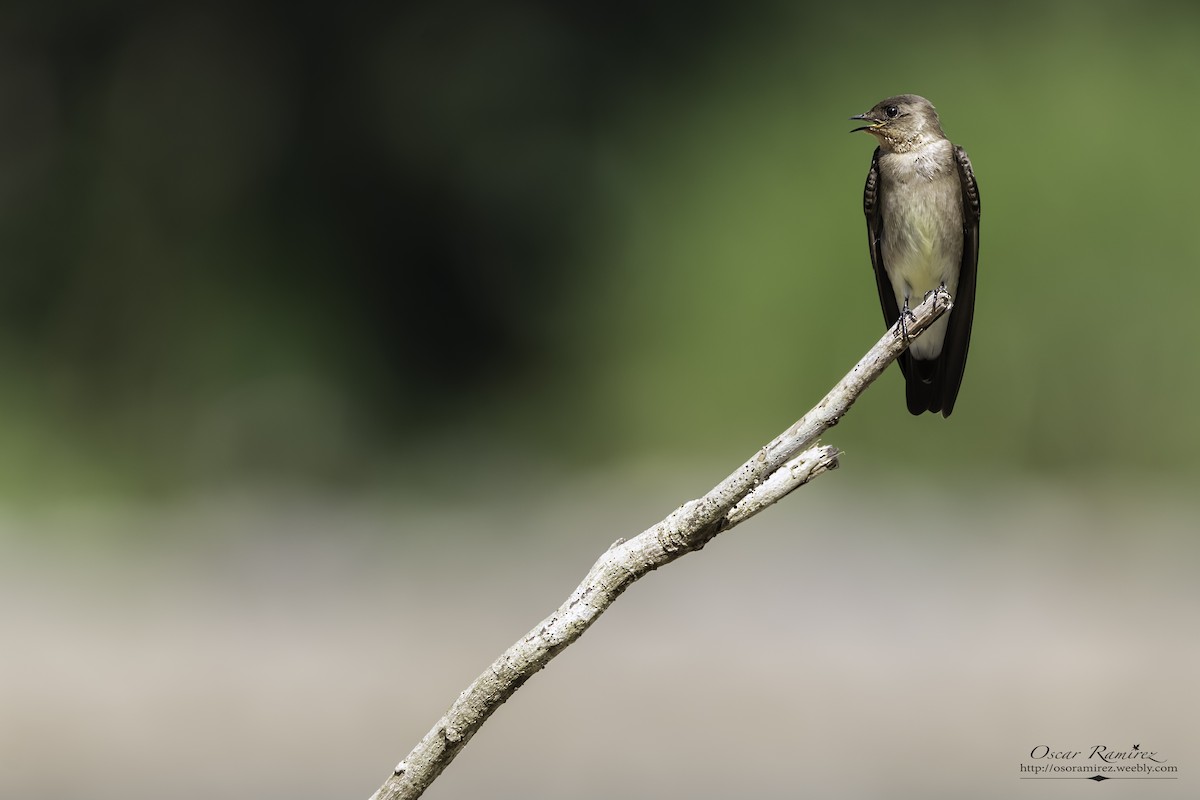 Southern Rough-winged Swallow - ML129626411