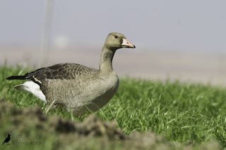 Greater White-fronted Goose, ML129626951