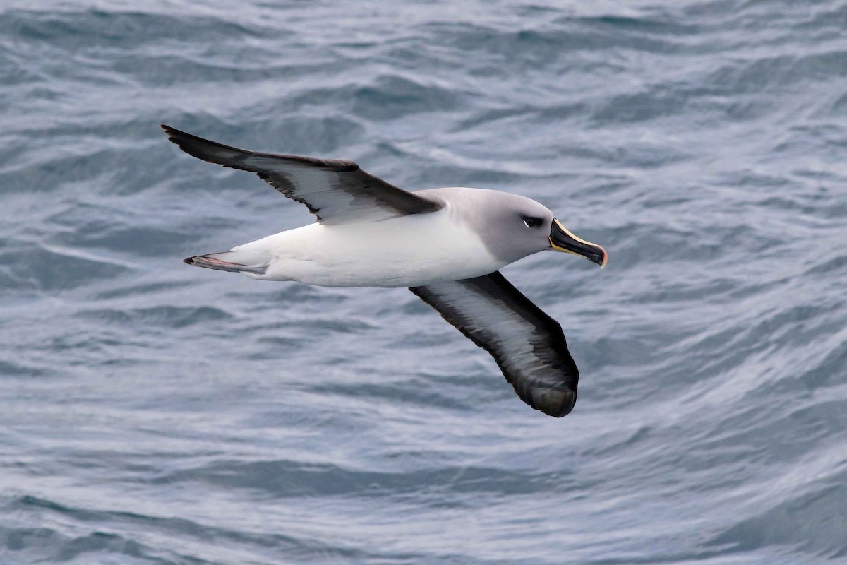 Gray-headed Albatross - Michael O'Brien
