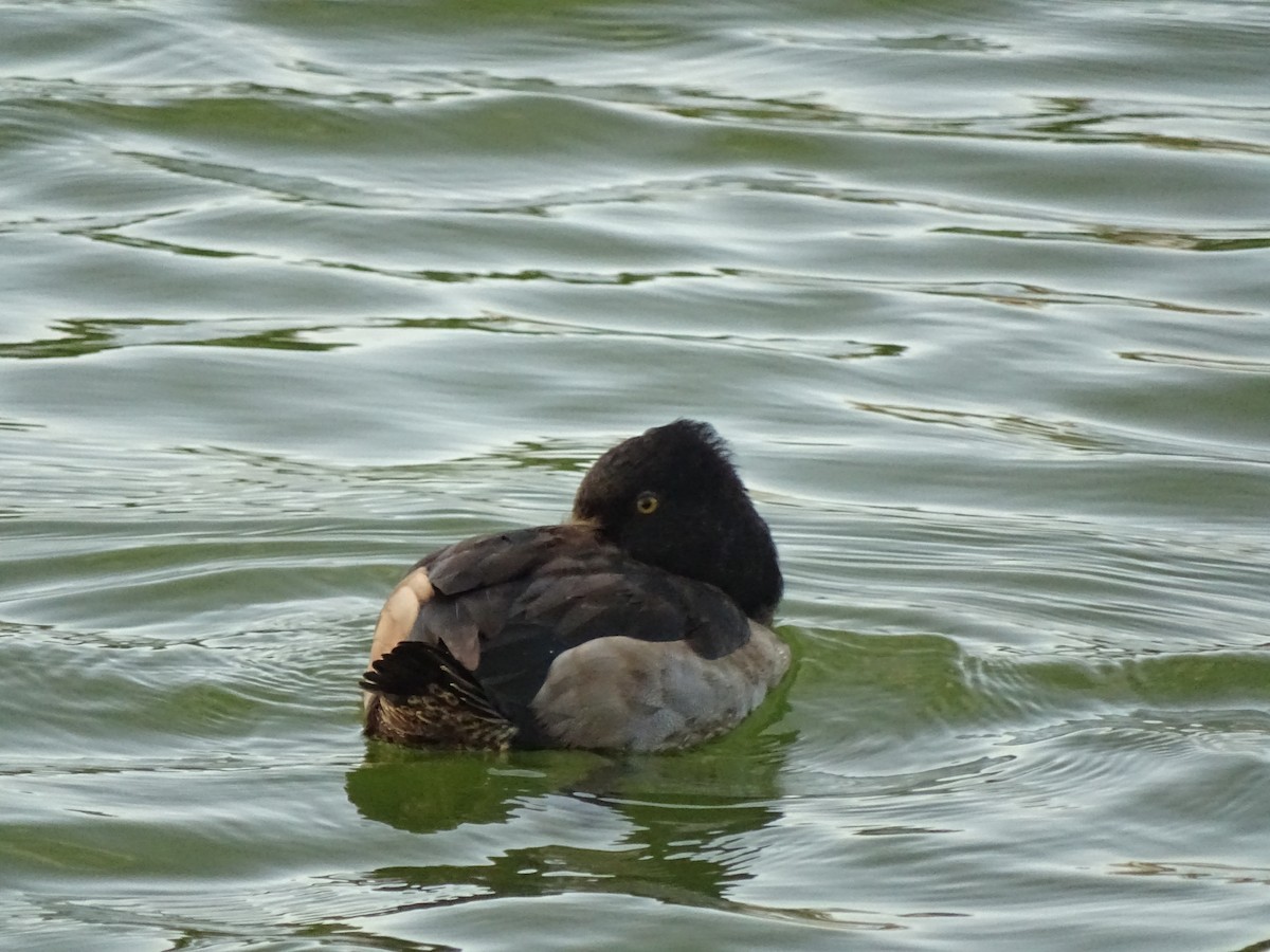 Ring-necked Duck - Ingela Persson
