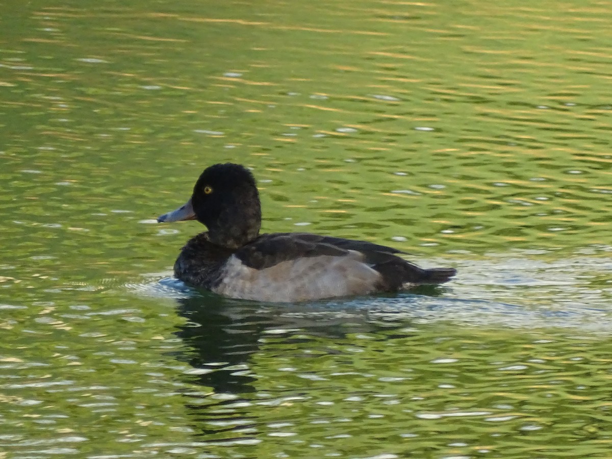 Ring-necked Duck - ML129627481