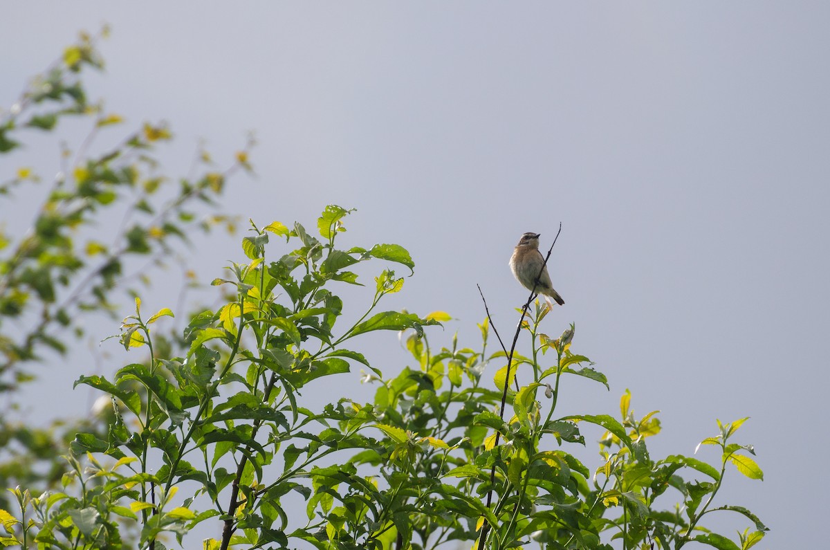 Whinchat - ML129633201