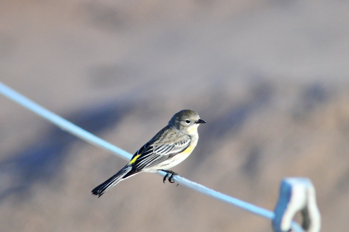 Yellow-rumped Warbler - Shiree Goins