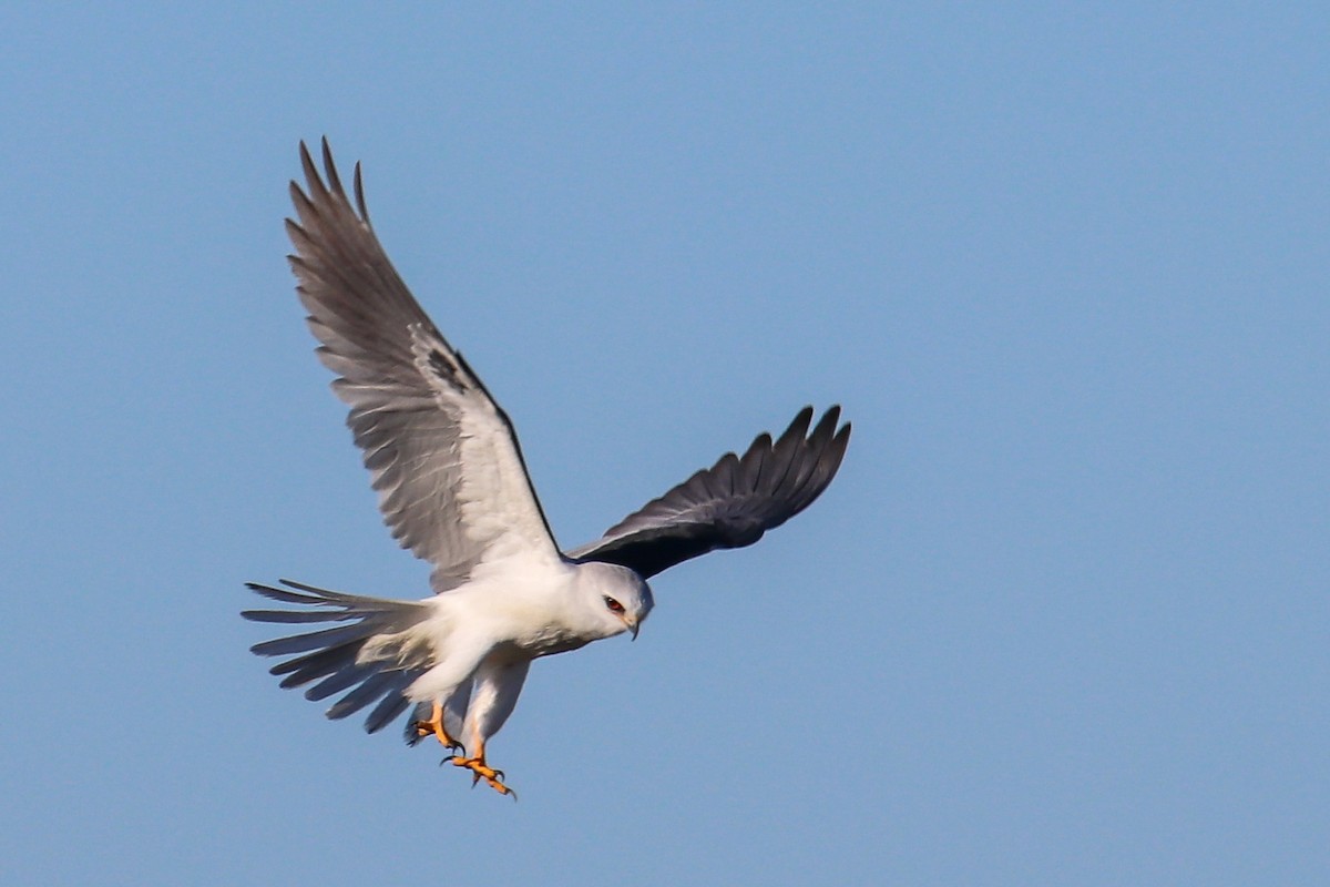 White-tailed Kite - Gerardo Marrón