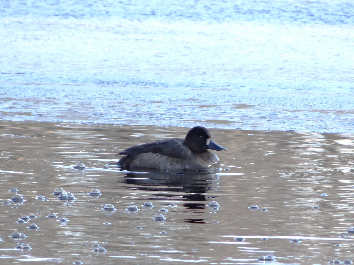 Greater Scaup - ML129636091