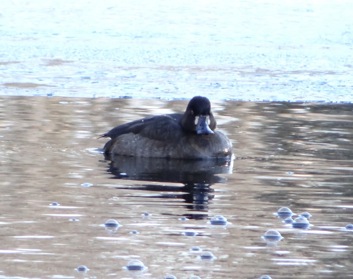 Greater Scaup - ML129636101
