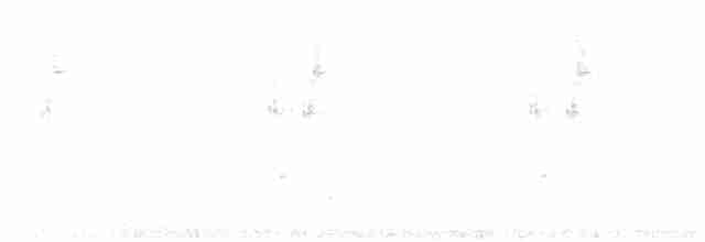 Зелоногрудый фиалкоух (cyanotus/crissalis) - ML129636181