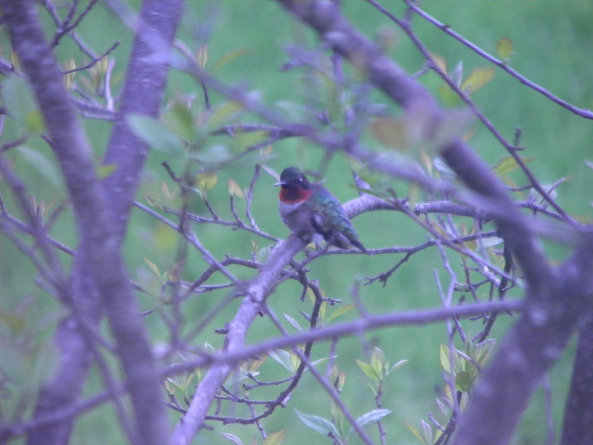 Ruby-throated Hummingbird - ML129636811