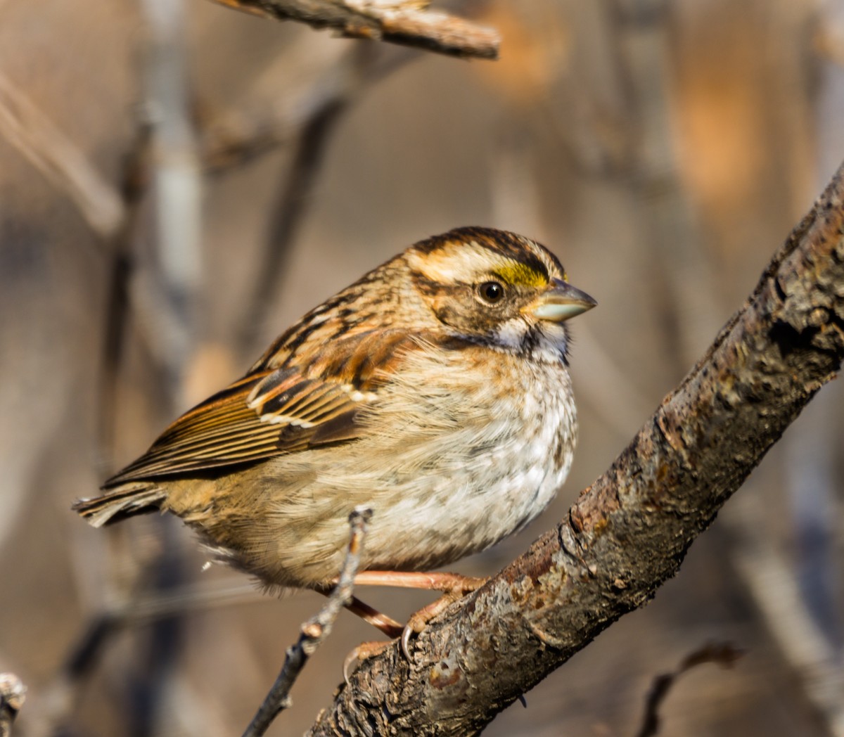 White-throated Sparrow - ML129636971