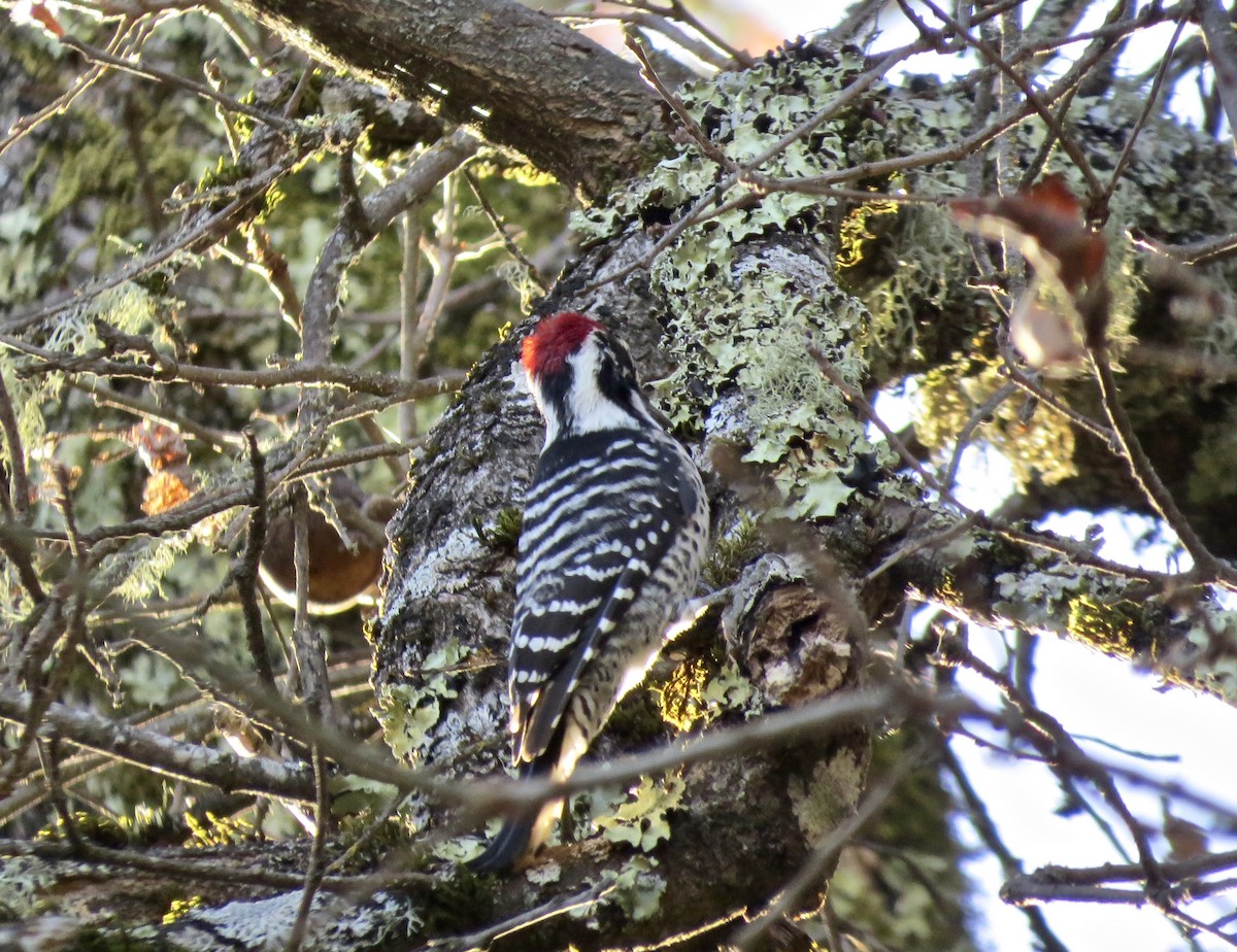 Nuttall's Woodpecker - Dave Bengston