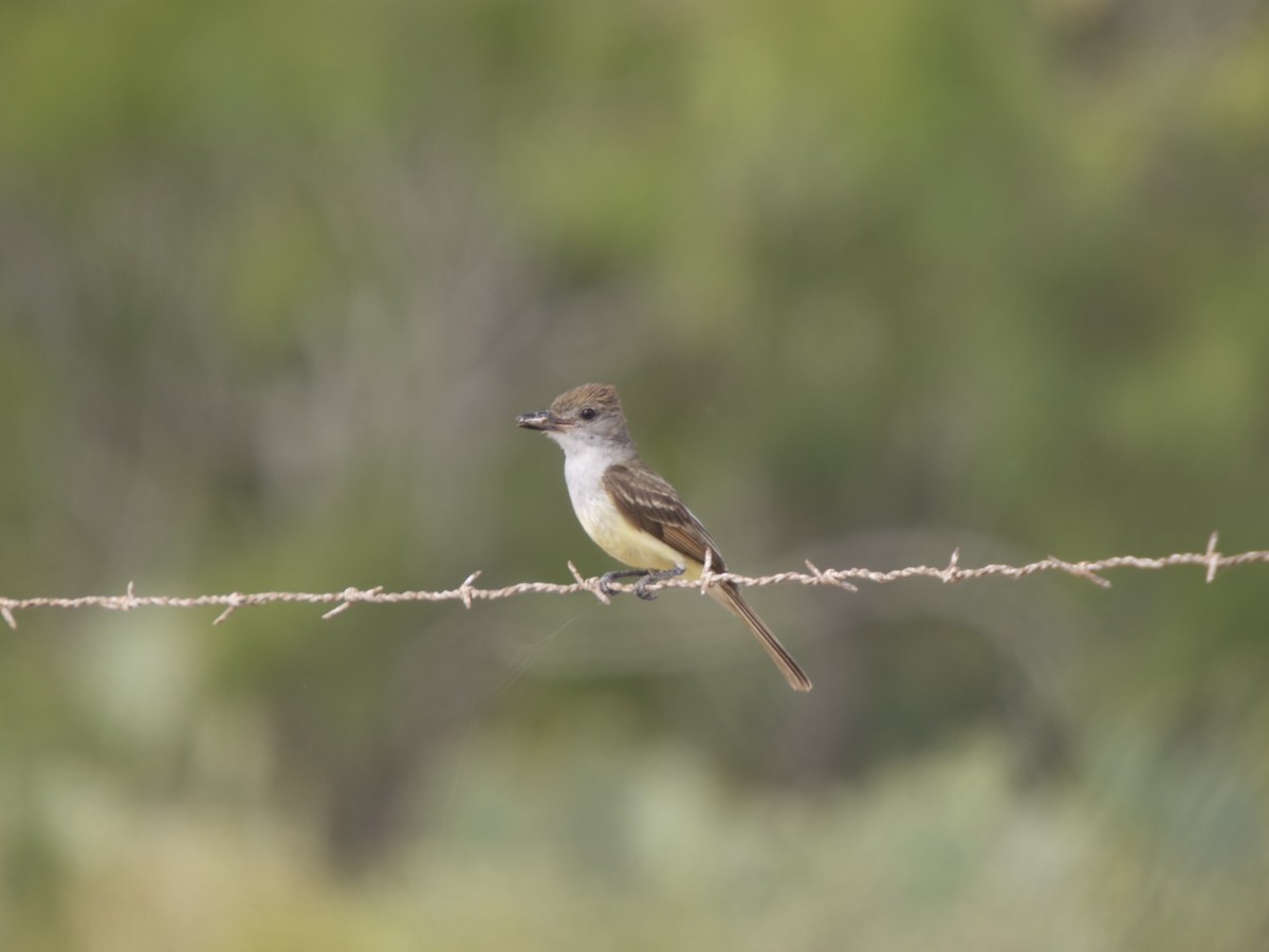 Brown-crested Flycatcher - Erik Atwell